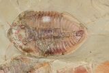 Two, Large Megistaspis Trilobites With Antennae & Gut Traces! #190168-5